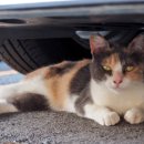 우리고 펫택시 이미지