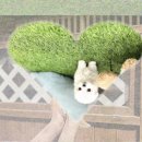 시흥탑동물의료센터 | 시흥동물보호센터 까다로운 입양 절차 뒤 숨겨진 슈나우저와의 운명