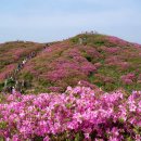 제17회 지리산 바래봉 철쭉제 안내 이미지