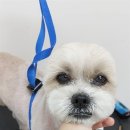 굿데이멍 이미지