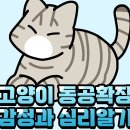 285. 고양이 동공확장 감정과 심리알기! 이미지