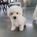 제물포애견 이미지