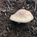 입화산참살이숲 이미지