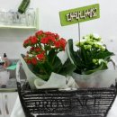 허브다이어트클럽 - 안산시 단원구 | 허브다이어트클럽