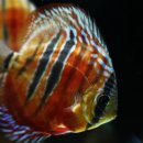 내외로R 이미지