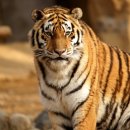 호랑이 동물병원 이미지