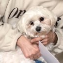 지코바 신호점 이미지