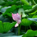 강주연못의 연꽃 이미지