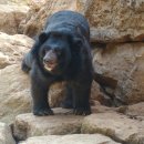 흑곰 이미지