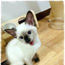 동탄동물병원 이미지