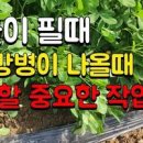 땅콩 재배! 흙 북돋아주기! 요소비료 추비 주기! 비닐 찢고 땅콩 자방병 복토 하기 이미지