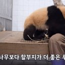 무릎판다 루이바오 🐼 이미지