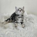 수원고양이분양 드림캣 안심분양센터 이미지