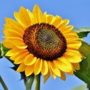 해바라기태양광 이미지