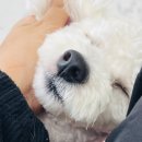 콩몽이네 이미지