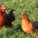 친환경 토종닭 농장 이미지