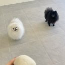 멍풀하우스 이미지