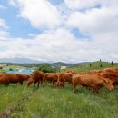 우리가축 인공수정 이미지