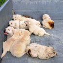 횡성동물병원 이미지