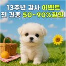 아이러브독 강아지분양 부천점 이미지