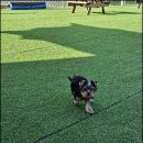 견인지역 애견운동장 유치원 김포점 이미지