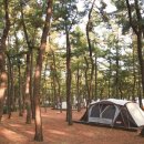 숲과 바다를 함께 즐기는 동해안 1등급 캠핑장 이미지
