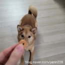 해피댕스 이미지