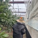 늘행복한농장 | 제주도 감귤따기 체험농장, 꽃귤농장 솔직후기 ;)