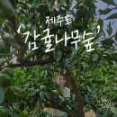 [제주] 싱그러운 청귤 체험 후기 &#39;감귤나무숲&#39; 제주공항 근처 가볼만한곳 추천