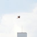 금호강6 이미지