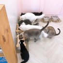 고양이별 캣 카페 이미지