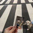 강아지고양이편의점하계점