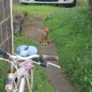 평대 모살코지 이미지