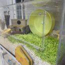 햄스터 분양 로던트 클럽 충남점 이미지