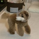 쿨펫동물병원 킨텍스점 이미지