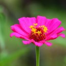 개랑 나들이 이미지