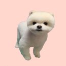 이레네 강아지 이미지