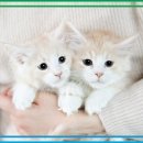 메인 | 송파고양이분양 찾다가 결국 여기였어요 : 도레미캣 메인쿤분양 후기