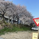 안양천뷰 | 안양 벚꽃길 안양천 벚꽃뷰가 보이는 작은 카페 꽃길 내돈내산