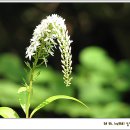 Re:초여름에 만난꽃들 / 큰까치 수염 (영)에 대하여... 이미지