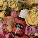 인영 아로마 공방 | 영리빙 아로마오일 &lt;프랑킨센스&gt; 사용후기