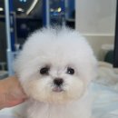 타이니펫 송파헬리오시티점 이미지