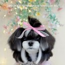 태원켄넬 이미지