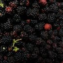 박창규 농장 이미지