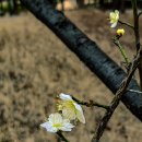 중동공원 이미지