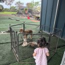 멍멍플라워 | 성산 아기랑 가볼만한곳 아일랜드 플라워