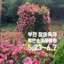 세븐일레븐부천도당대로점 | 부천 장미축제 백만송이장미원 실시간 개화현황 도당공원 주차 전쟁중