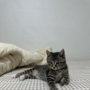 호텔휴 | 파주 운정고양이호텔휴 호캉스 후기 🐾🖤