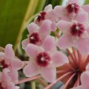 호야약국 이미지