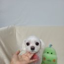 미소애견 미용실 티스토리